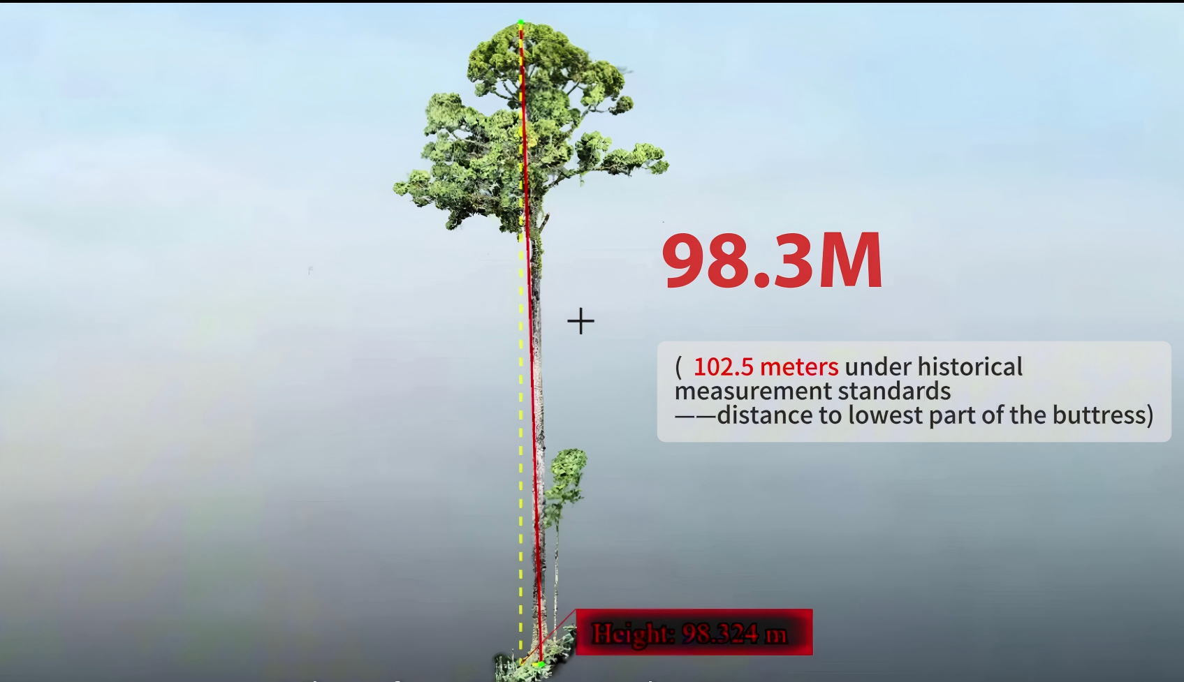 1778578909888249.jpg The tallest tree in Malaysia(6) - frame at 0m44s.jpg